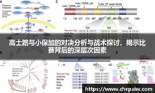 高士路与小保加的对决分析与战术探讨，揭示比赛背后的深层次因素
